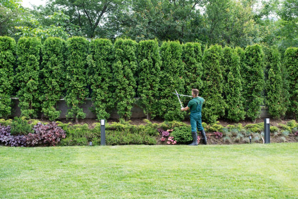 Best Tree Preservation Services  in Weweantic, MA