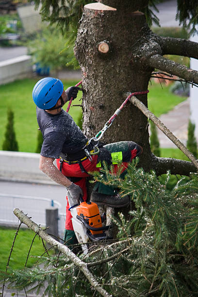 Best Tree Disease Treatment  in Weweantic, MA